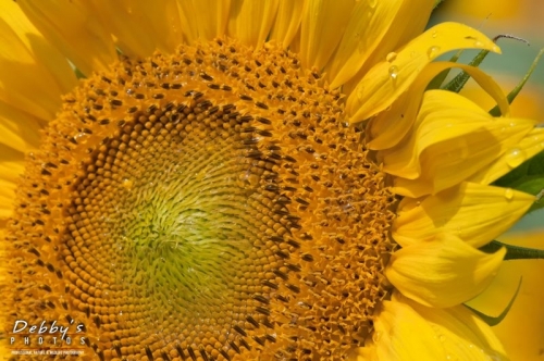 3299 Sunflower