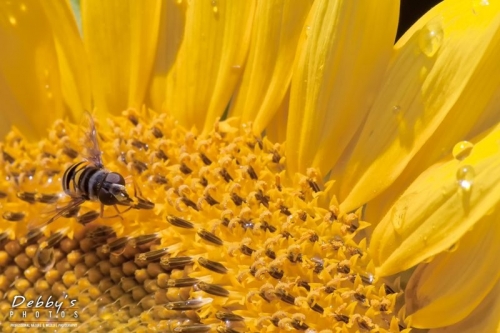 3300 Sunflower, Water Drops, Bee