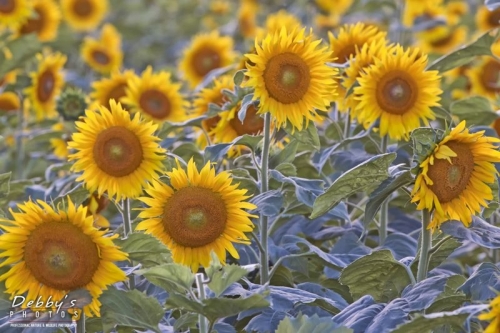 3305 Sunflowers
