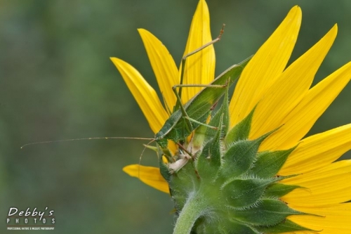 3311 Katydid and Sunflower