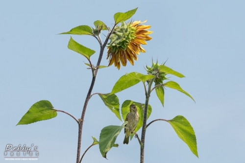 3710 Sunflower and Female Indigo Bunting