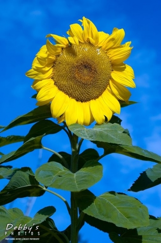 382 Sunflower & Bright Blue Sky