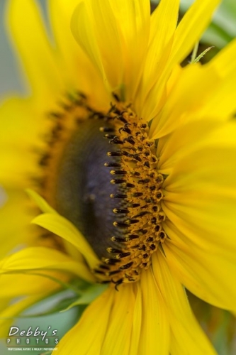 4434 Sunflower & Seeds