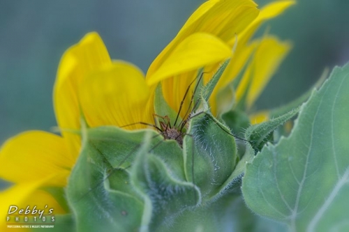 4435 Sunflower and Spider