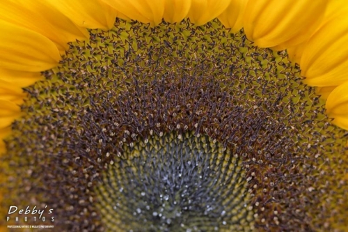 4439 Sunflower
