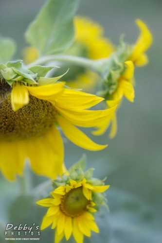 4475 Sunflowers