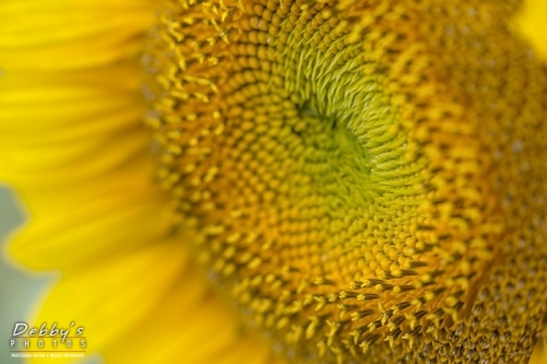 4476 Sunflower
