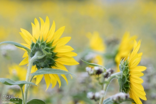 6005 Sunflower Field