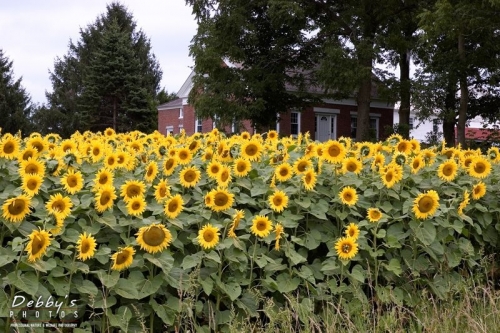 660 Sunflower Field