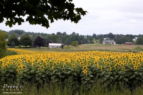 661 Sunflower Field