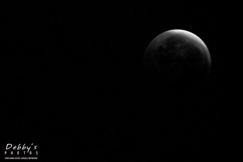 1317 Lunar Eclipse starting to come back