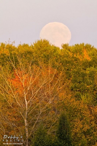 1982 Harvest Full Moon