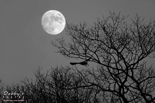 3828b Super Moon and Hawk Takeoff