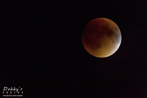 4065 Moon Eclipse