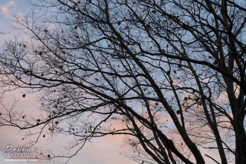 4101 Daybreak Clouds & Tree