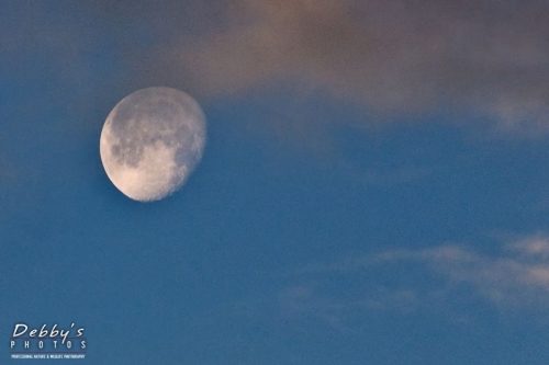 FL1877 Daybreak Moon