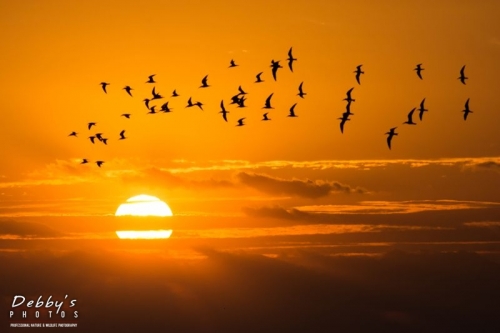 FL3130 Sunrise, Skimmers in Flight