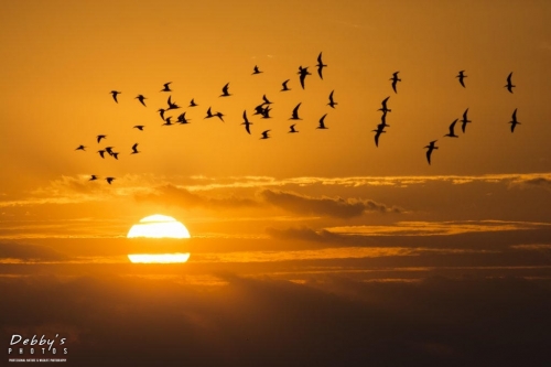 FL3130 Sunrise and Black Skimmer Birds
