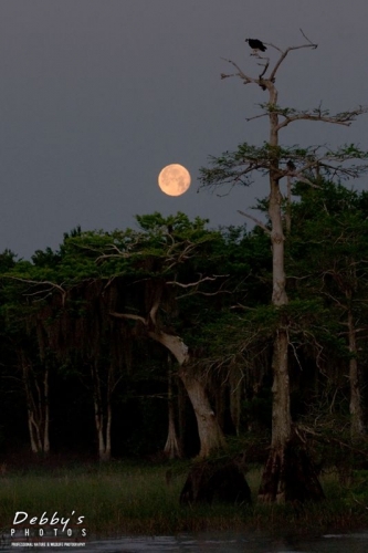 FL909 Super Moon and Osprey in Cypress Tree