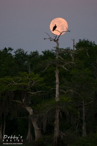 FL910 Full Super Moon and Osprey