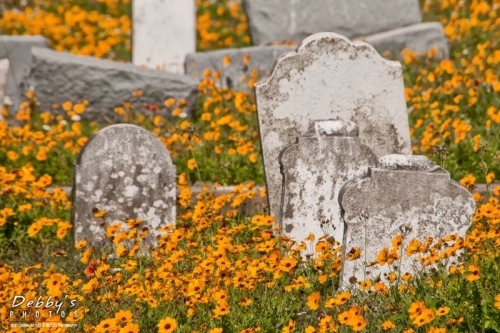 2966TXb Galveston Evergreen Cemetery and Flowers