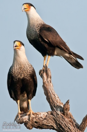 2991TX Crested Caracaras