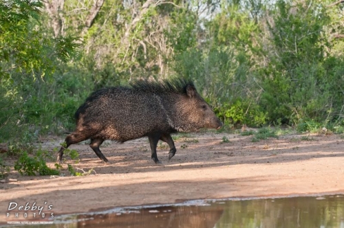 2998TX  Javelina, Collared Peccary