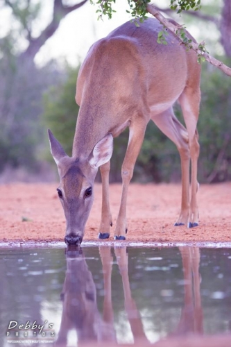 3630TX  Deer coming for a drink