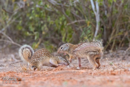 3633TX Mexican Ground Squirrels Squirmish