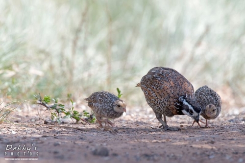 3634TX Bobwhite Family