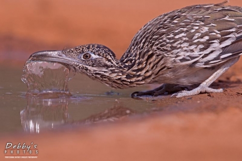 3636TX Roadrunner Drinking