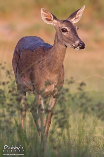 3642bTX Deer in Golden Light