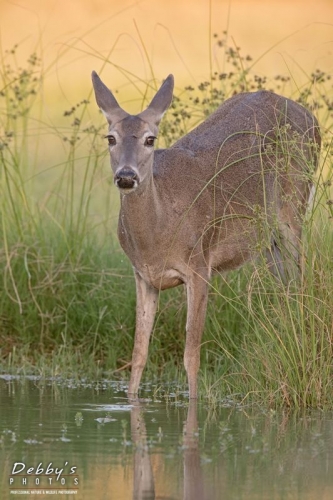 3649TX Deer getting a drink