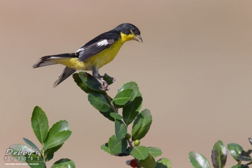 3656TX Male Lesser Goldfinch