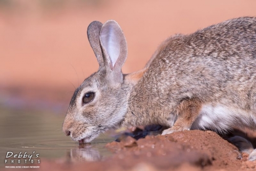 3667TX  Cotton-tail Rabbit getting a drink