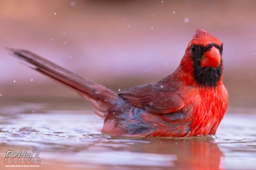 3680TX Cardinal in Water