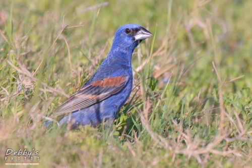 3682TXb Male Blue Grosbeak