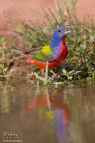 3683TX Male Painted Bunting