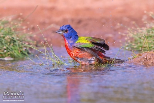 3684TX Male Painted Bunting Bathing