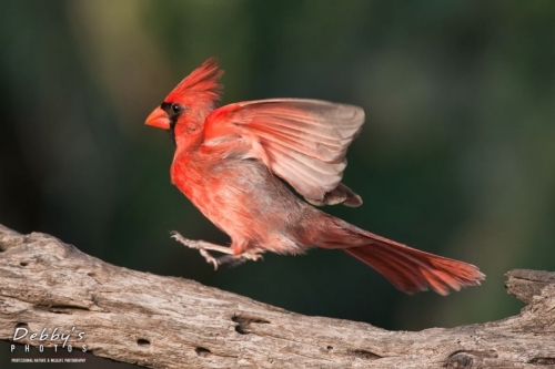 TX3022 Male Cardinal Jumping