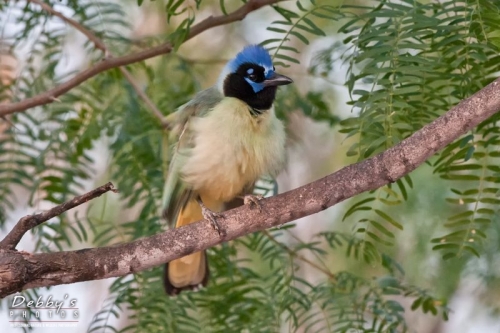 TX3023 Green Jay