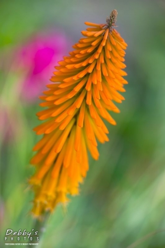 4446  Red Hot Pokers, Kniphofia Uvaria