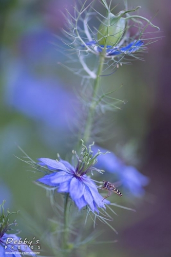 4451 Nigella Flowers and Hoverfly Bee