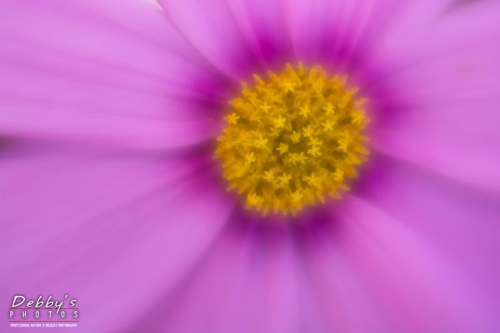 4452 Cosmos Flower with Lensbaby Velvet 56 Dreamy Glow