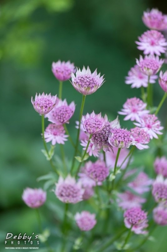 4455 Greater Masterwort, Astrantia Major