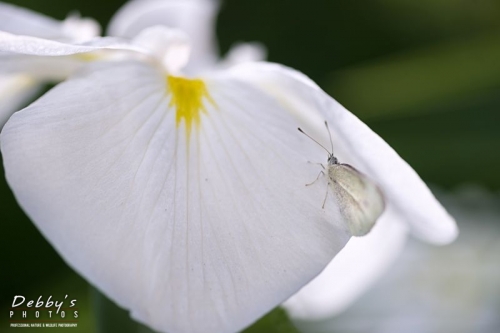 4459 White Iris Flower, Butterfly
