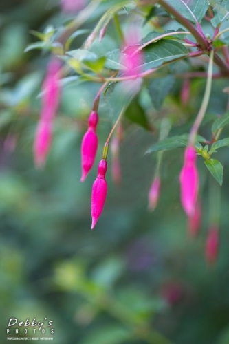 4460 Hanging Fuchsia Buds