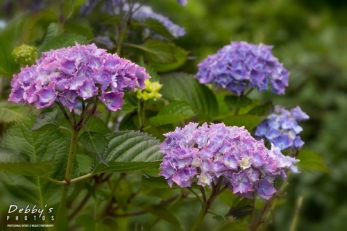 4461 Lace Cap Blue Hydrangea Flowers