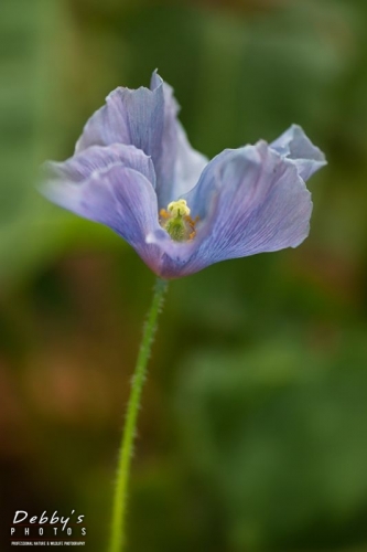 4462 Blue Poppy