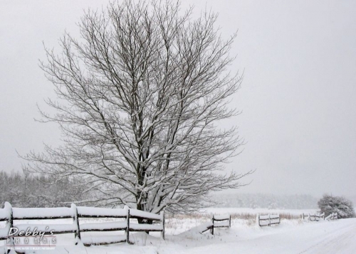 296 Snowstorm, Tree, Fence